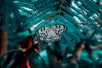 Beautiful butterfly sitting on flower in a summer garden © blackdiamond67