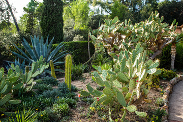 Fototapeta premium green cactus succulent plants in the garden