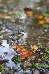 Herbstlaub auf nassem Boden