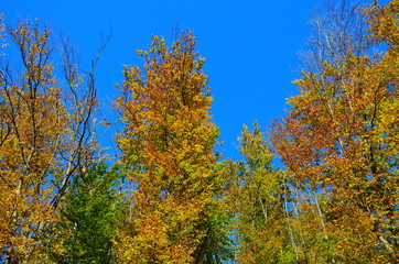 beautiful autumn forest in yellow and gold tones