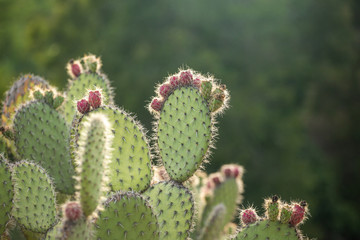 cactus succulent botanical garden