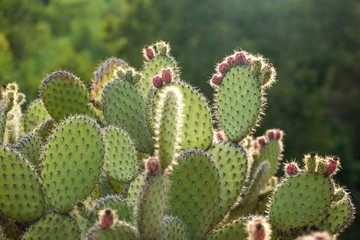 cactus succulent botanical garden