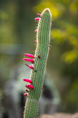cactus succulent botanical garden
