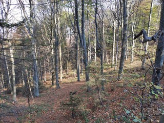 Mountain Rudnik Serbia autumn scenery