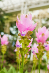 Fototapeta premium pink flowers and gree leaves, Pink krachiew flowers