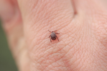 dangerous little insect mite crawls on the skin of a person's hand on a walk in the Park