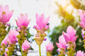 pink flowers and gree leaves, Pink krachiew flowers