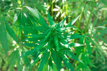 Marijuana plants - cannabis farm field