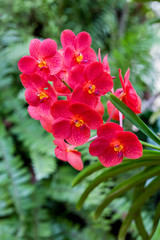 Fototapeta premium pink Phalaenopsis or Moth Orchid flower in winter or spring day tropical garden Floral background.