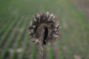 dried sunflower on a background of green field