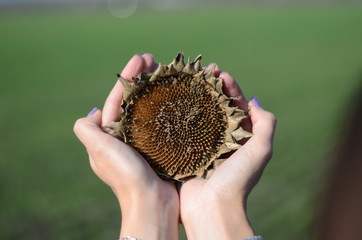 dried sunflower in the hands on a background of green field