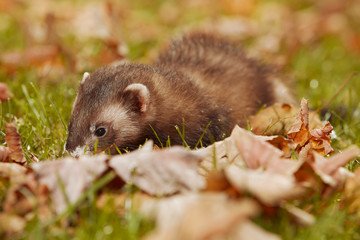 Dark fur ferret relexing in autumn leaves in park