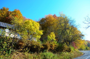 beautiful autumn forest in yellow and gold tones