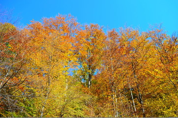 beautiful autumn forest in yellow and gold tones