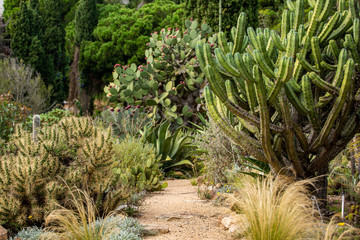 green succulent plant in botanical garden