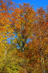 beautiful autumn forest in yellow and gold tones