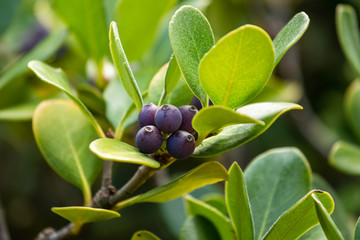 blue berries in gree leaves