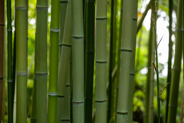 Obraz premium bamboo stems closeup