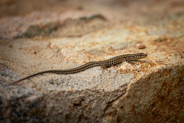 lizard on rock