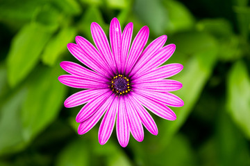 Obraz premium purple flower