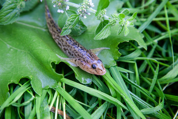 Close up view of freshwater bullhead fish or round goby fish just taken from the water on big green leaf..