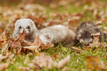 Ferret group relexing in autumn leaves in park