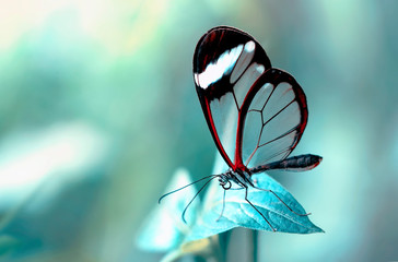 Beautiful butterfly sitting on flower in a summer garden