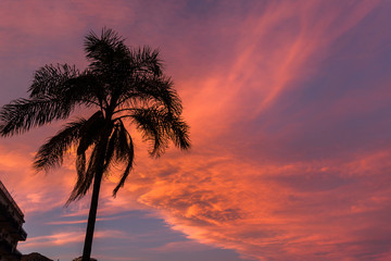 Palm tree in the wind against a bright red and blue sunset sky by the sea, Sicily, Italy, Giardini...