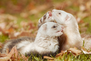 Ferret group relexing in autumn leaves in park