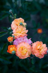 Beautiful rose bush growing in the garden.