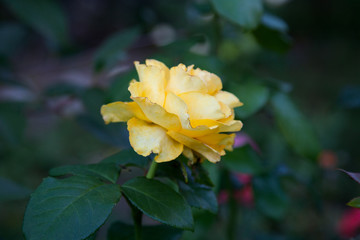 Fototapeta premium Beautiful rose bush growing in the garden.