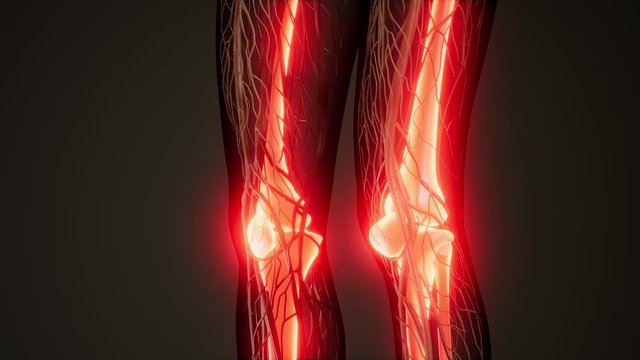 medical science illustration of human skeleton bones