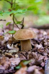 Single Boletus mushroom in the wild. Porcini mushroom grows on the forest floor at autumn season..