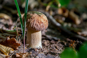 Single Boletus mushroom in the wild. Porcini mushroom grows on the forest floor at autumn season..