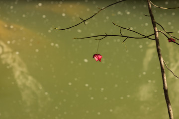 the last leaf on a tree overlooking a stream in the Küre mountains of north central Turkey