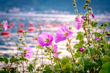 Beautiful pink flowers at sunset overlooking a Kotor bay, Montenegro
