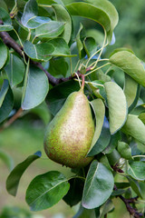 Shiny delicious pears hanging from a tree branch in the orchard..