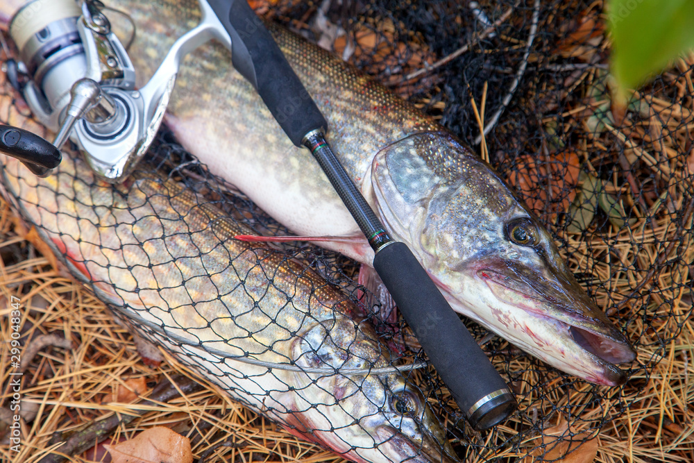 Wall mural freshwater pike fish. big freshwater pike fish lies on keep net with fishery catch in it and fishing