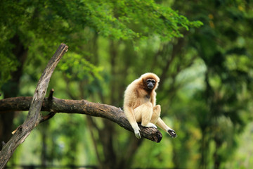 Gibbon on branch in jungle.