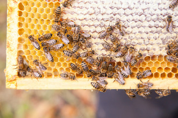 Close up view of working bees on honeycomb with sweet honey..