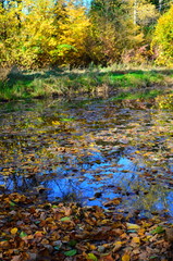 beautiful autumn forest in yellow and gold tones
