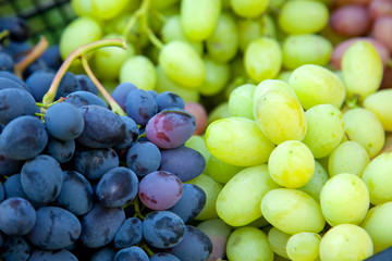 Close up view of grapes A lot of ripe grapes. The texture of the berries as a background. Winery...