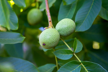 Walnut tree with fruit close up photo. Several walnuts on branch.