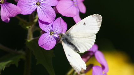 SONY DSC