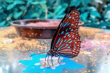 Beautiful butterfly sitting on flower in a summer garden