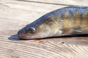Freshwater zander on wooden background..