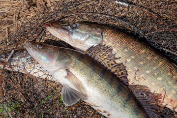 Freshwater zander and pike fish. Freshwater zander and pike fish, fishing equipment lies on round...