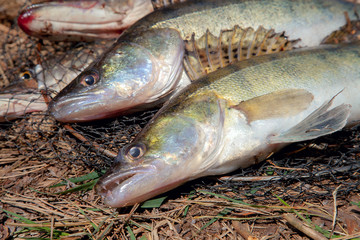 Freshwater zander and pike fish. Two freshwater zander and pike fish, fishing equipment lies on...