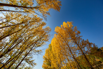 yellow and red colors of autumn, Black Sea