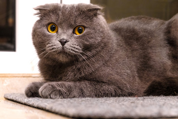 Silver british fold cat